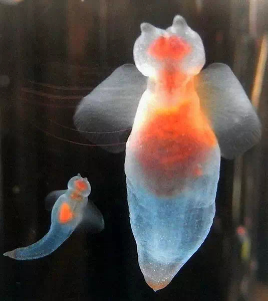 第一次见到天使居然不在天上而是在海里