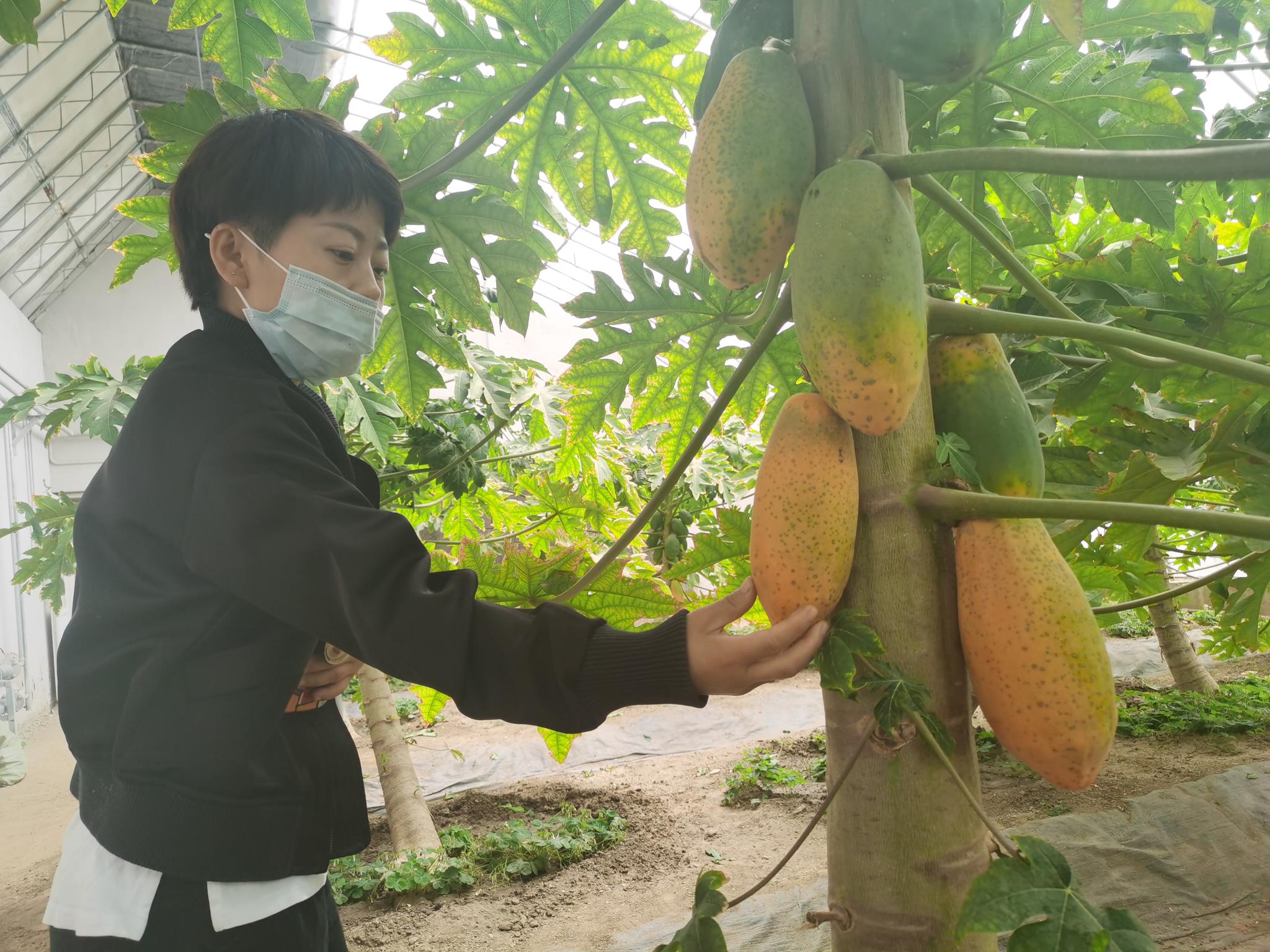 热带水果的温室大棚里,木瓜已经陆续成熟.