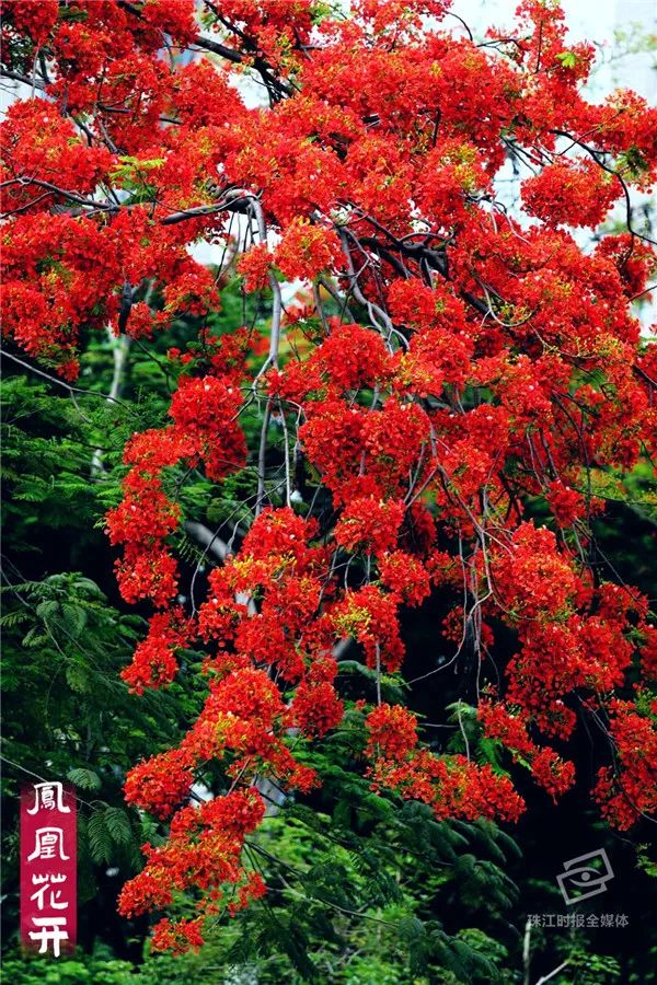 凤凰花开!五月佛山红似火
