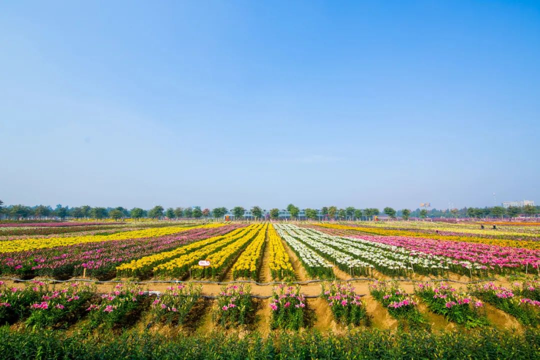 从酒店自驾到梦里水乡百花园约30分钟车程,百花园花海几乎环绕着整片