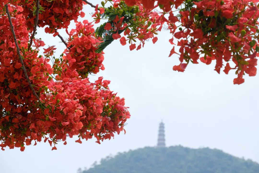 凤凰花开,肇庆"红"了!