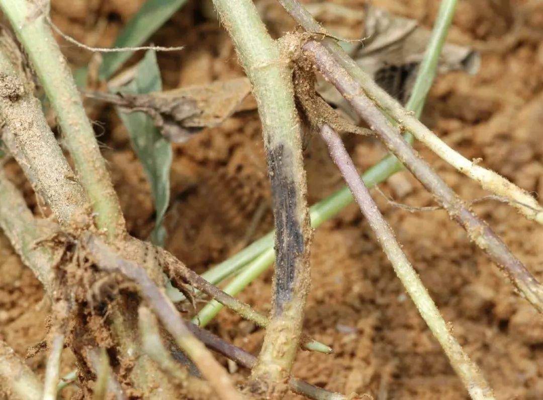 花生上叶斑类和土传病害的辨识与防治