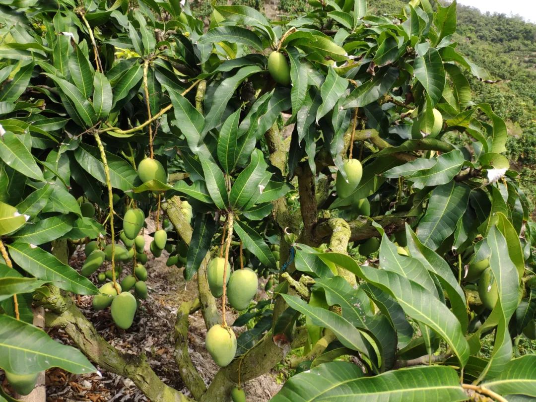 去年热卖100000单的小台农芒来了甜嫩爽滑还多汁太馋人了连吃两三斤都