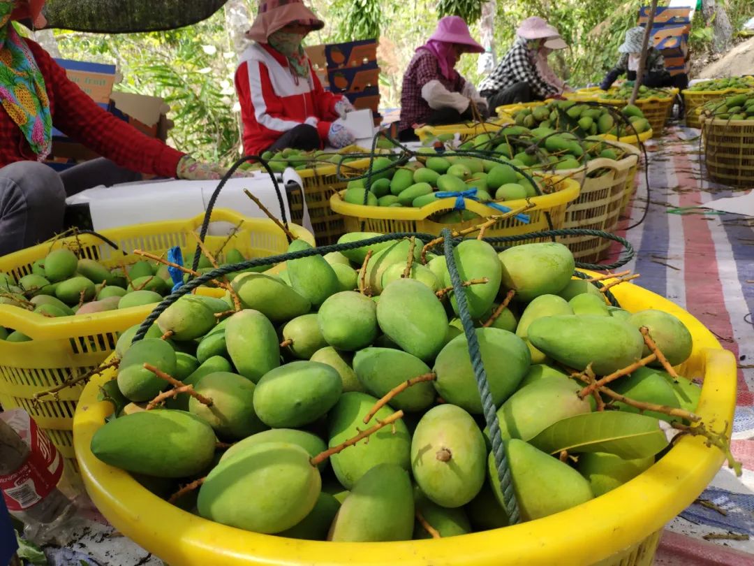 去年热卖100000单的小台农芒来了甜嫩爽滑还多汁太馋人了连吃两三斤都