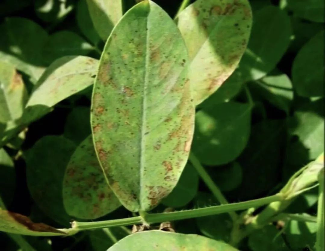 花生上叶斑类和土传病害的辨识与防治