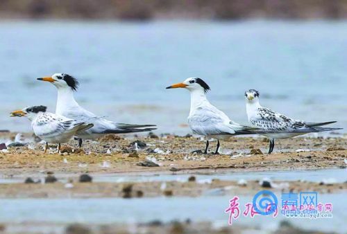 @青岛人 赏花、观鸟、采摘...五月家门口玩儿出新花样