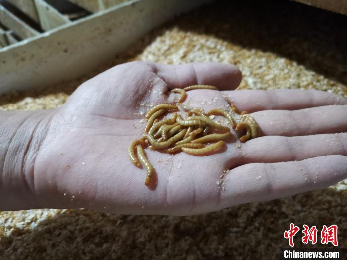"80后"大一"新生"养虫15年 年出口"面包虫"约20亿条