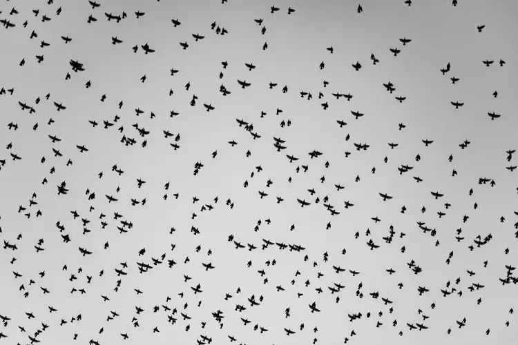 08matt reiter飞翔着的群鸟姿态各有不同,画面中的疏密对比,增加