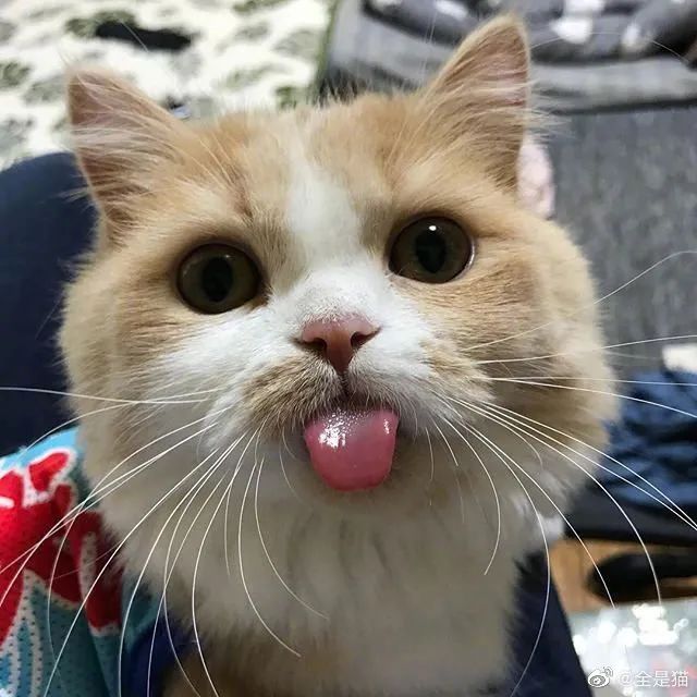 怎么还吐舌头呀小嗲精!这猫可爱死了!