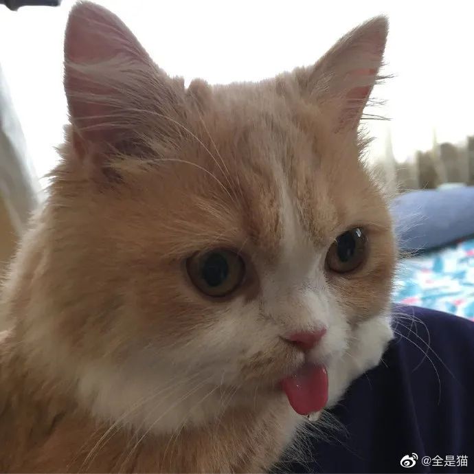 怎么还吐舌头呀小嗲精!这猫可爱死了!