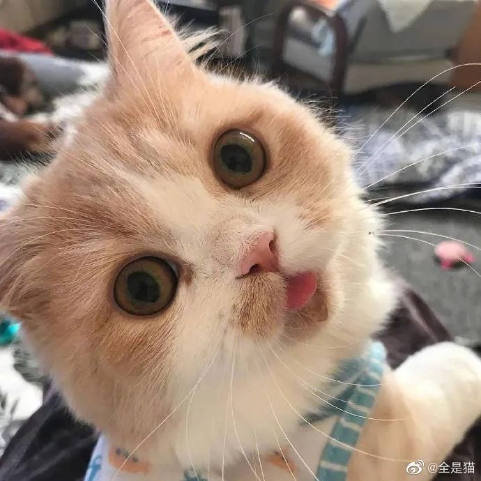 怎么还吐舌头呀小嗲精!这猫可爱死了!