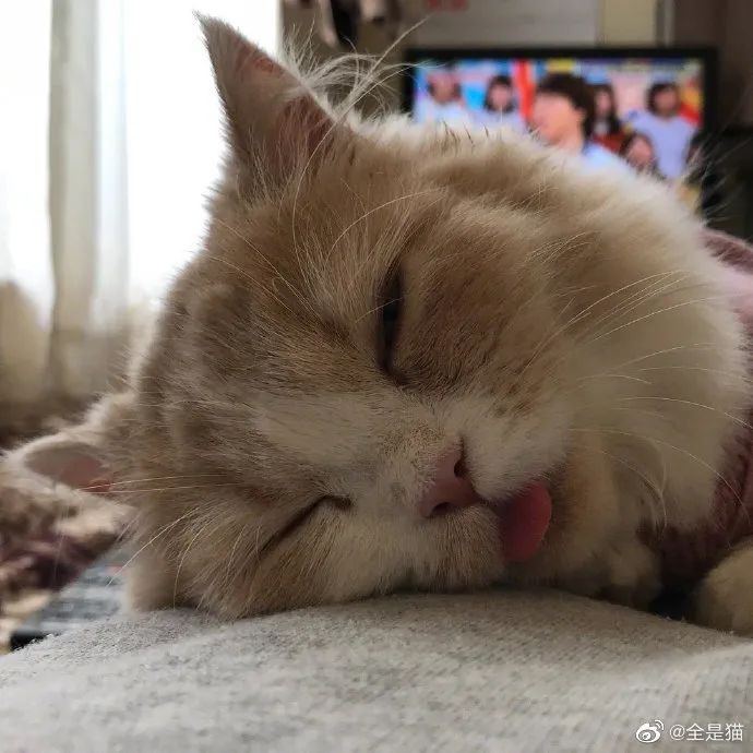 怎么还吐舌头呀小嗲精!这猫可爱死了!