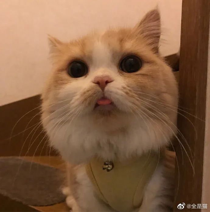 怎么还吐舌头呀小嗲精!这猫可爱死了!