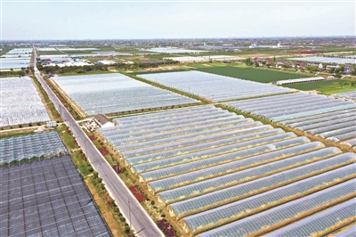 泰兴市新街镇西葫芦上市