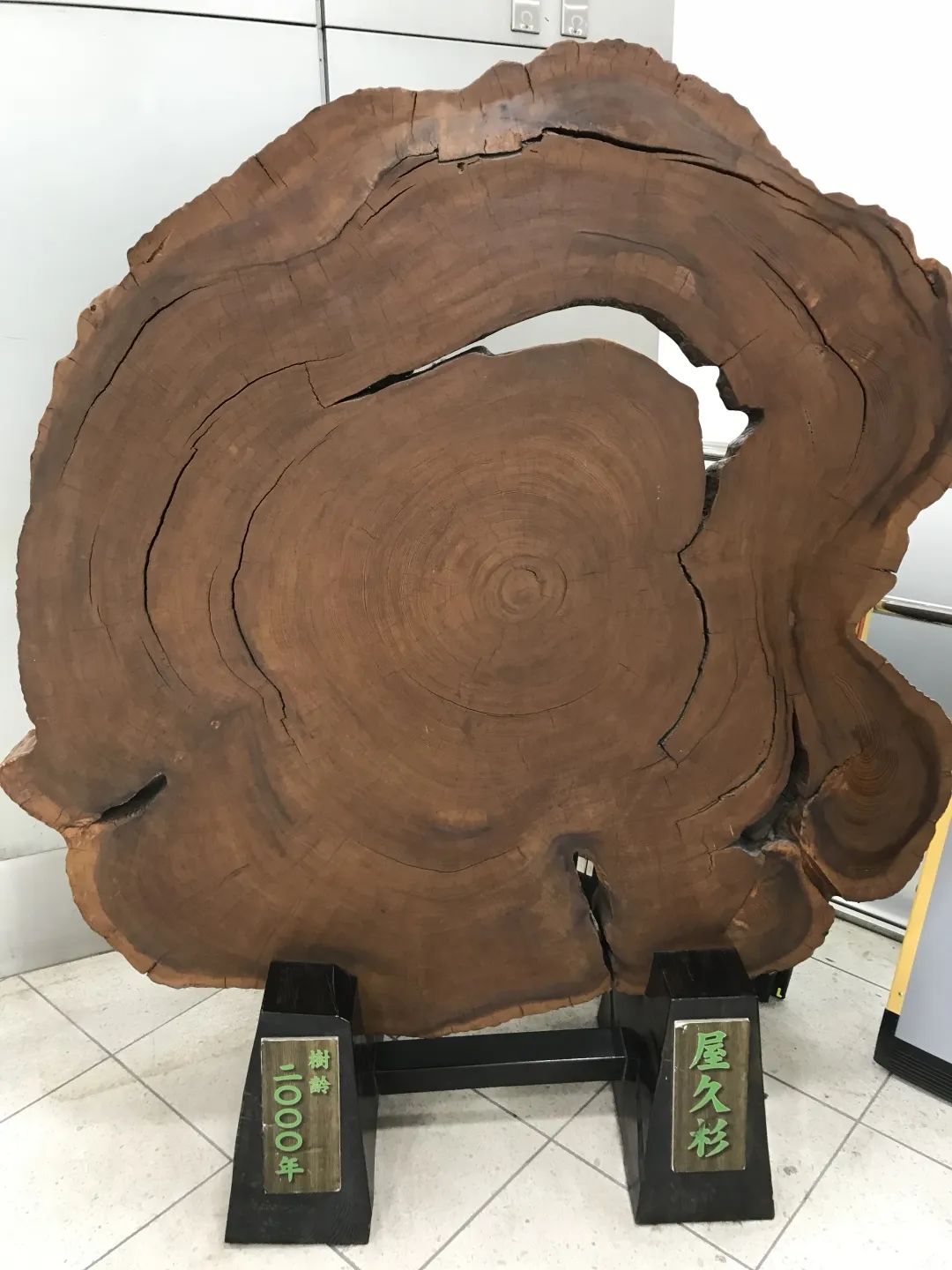 2000树龄的屋久杉树干横切.图片:沙漠豪猪