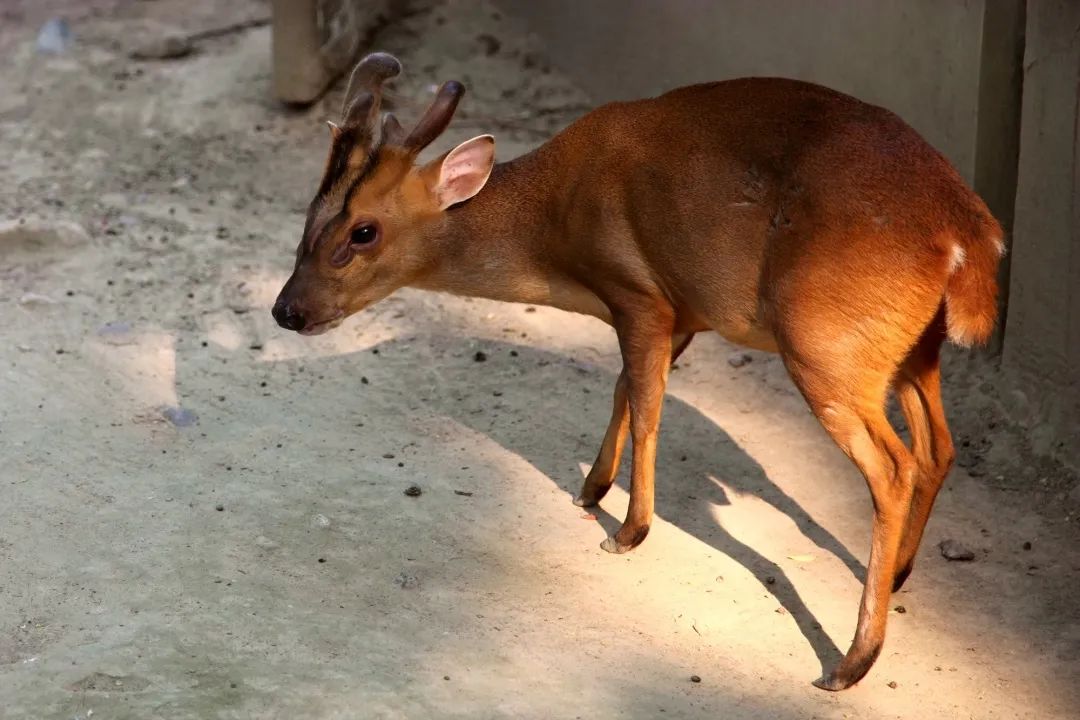 鹿角则不然,鹿角长于称为角基(pedicle)的柄状基座之上;幼年鹿的角基