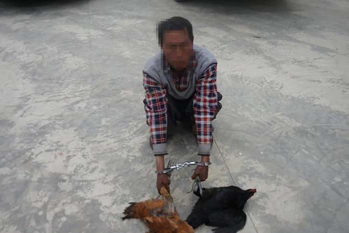 群众利益无小事——宁蒗警方彻夜蹲守 抓获一名"偷鸡贼"