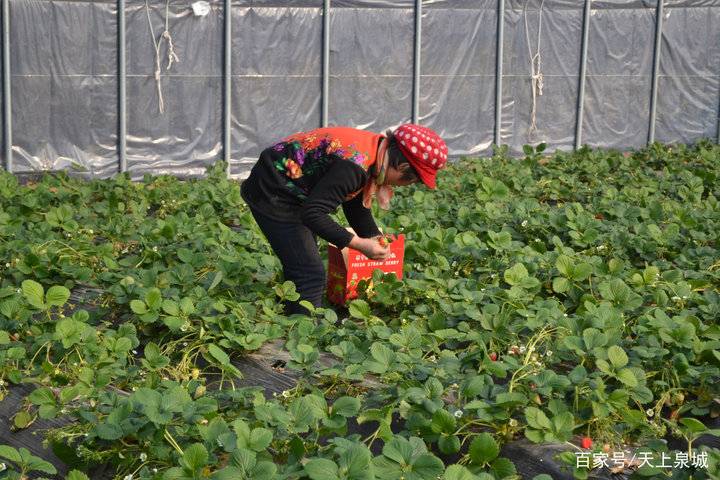 这就是山东|章丘宁家埠有个脱贫致富能人—孟凡华