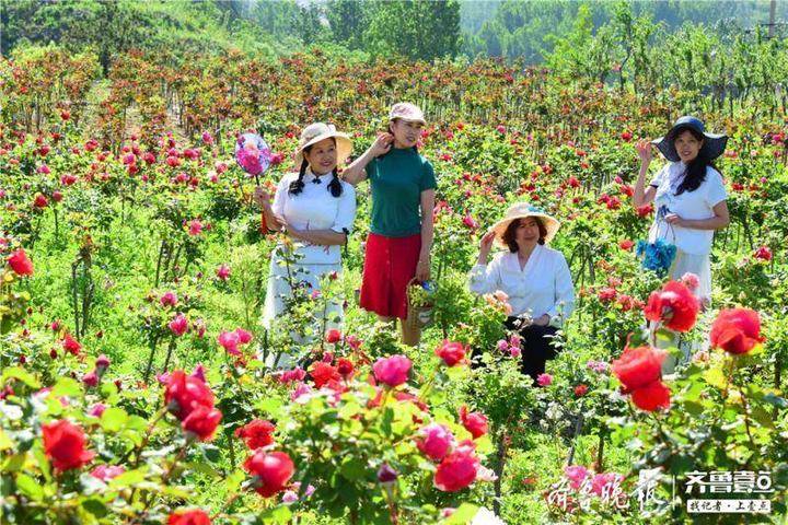 山东沂源:60亩月季花竞放,“美丽产业”助推特色乡村旅游
