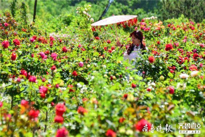 山东沂源:60亩月季花竞放,“美丽产业”助推特色乡村旅游