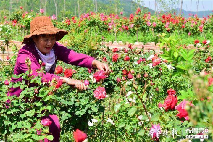 山东沂源:60亩月季花竞放,“美丽产业”助推特色乡村旅游
