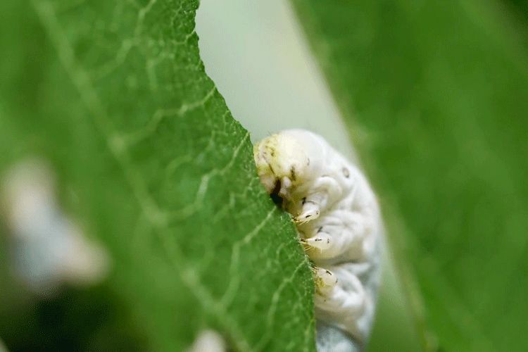 小满|淡淡一笑间,小小得盈满