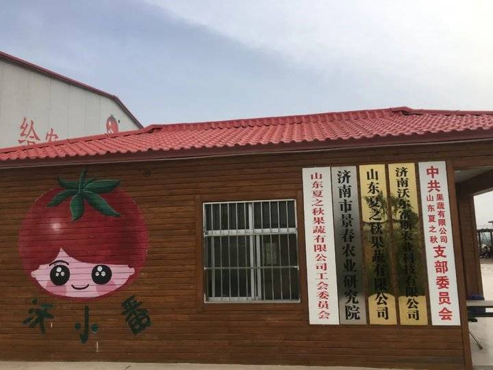 这就是山东|牛不牛?每100个番茄里就有1个是他们研发的种子