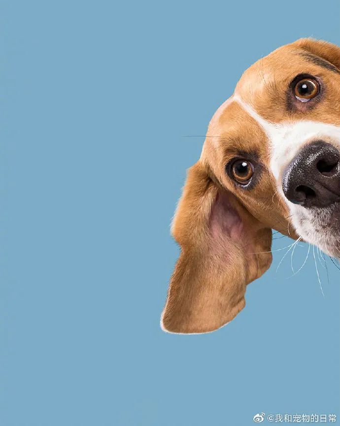 可爱呆萌的崽崽们狗子困惑脸合集