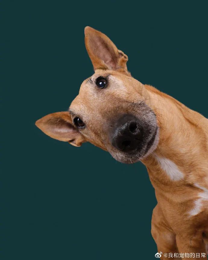 可爱呆萌的崽崽们狗子困惑脸合集