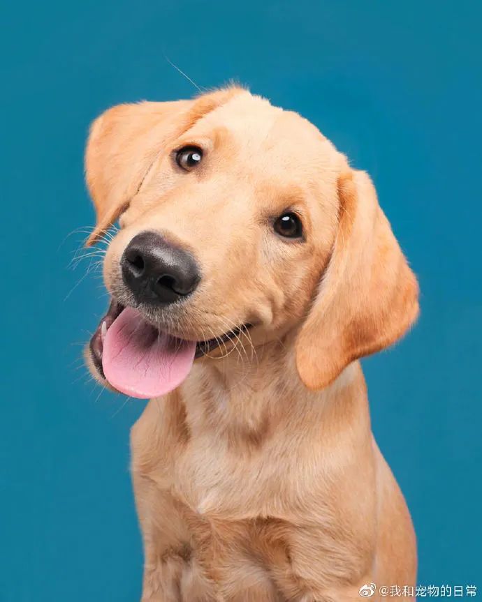 可爱呆萌的崽崽们狗子困惑脸合集