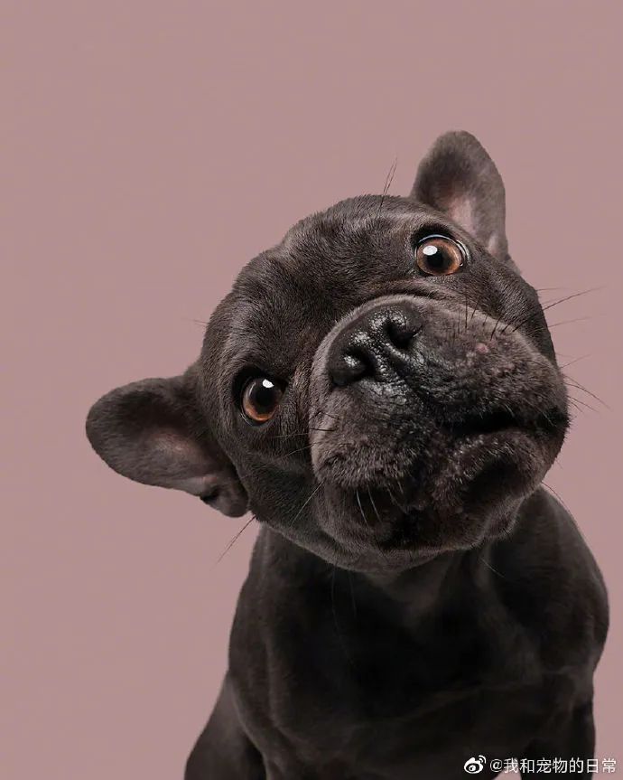 可爱呆萌的崽崽们狗子困惑脸合集