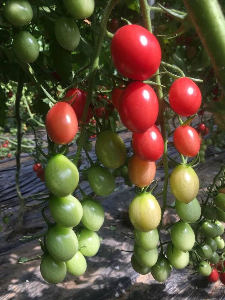 这就是山东|牛不牛?每100个番茄里就有1个是他们研发的种子