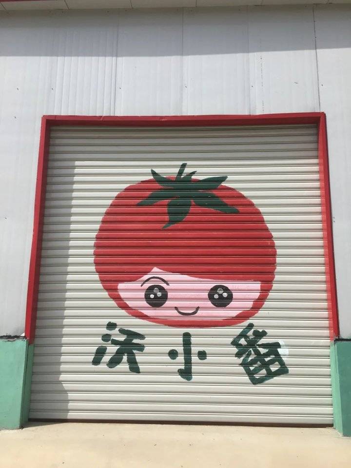 这就是山东|牛不牛?每100个番茄里就有1个是他们研发的种子