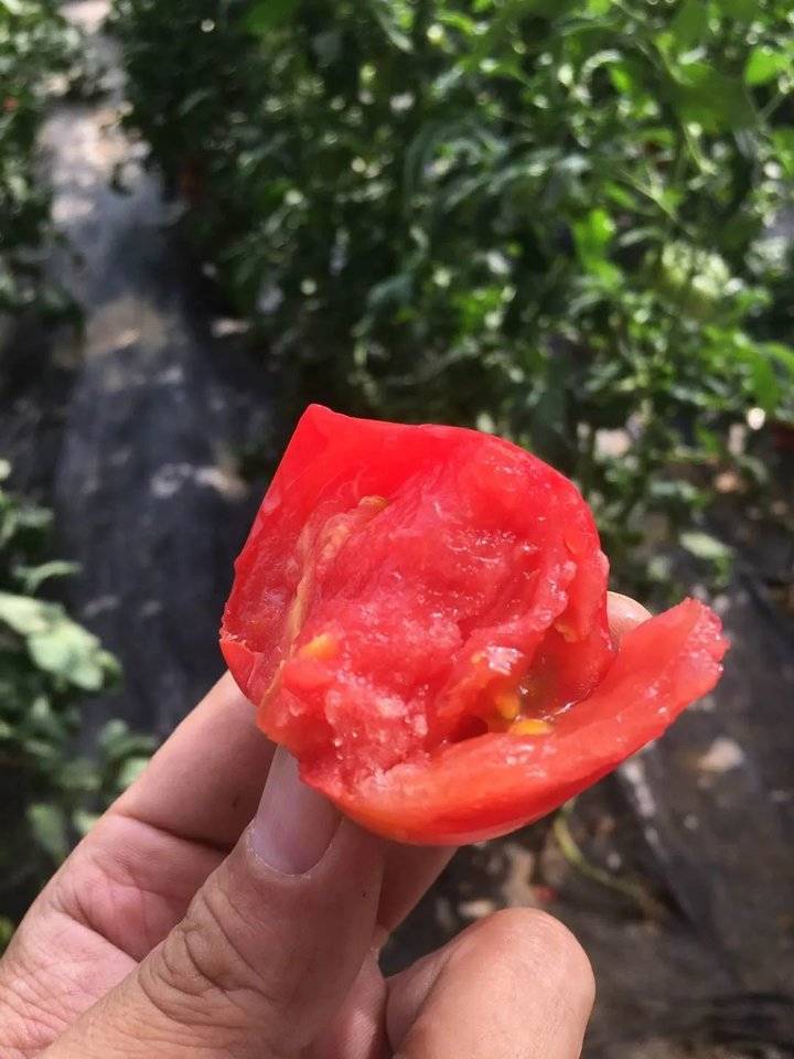 这就是山东|牛不牛?每100个番茄里就有1个是他们研发的种子