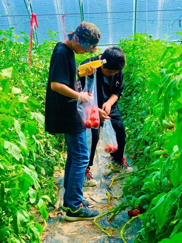 这就是山东|牛不牛?每100个番茄里就有1个是他们研发的种子