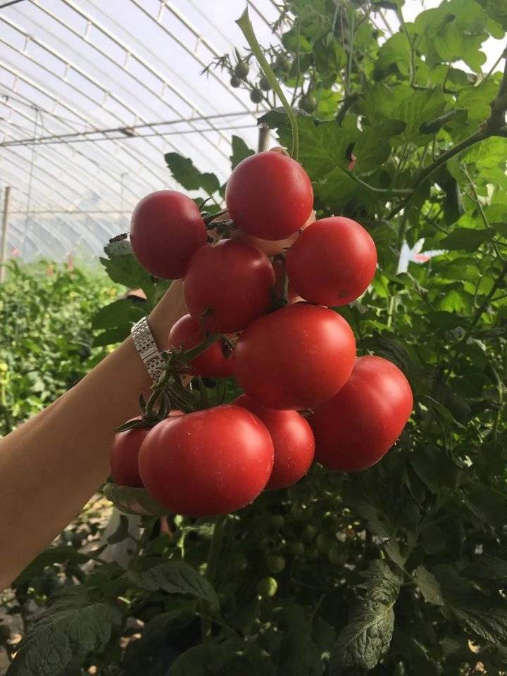 这就是山东|牛不牛?每100个番茄里就有1个是他们研发的种子