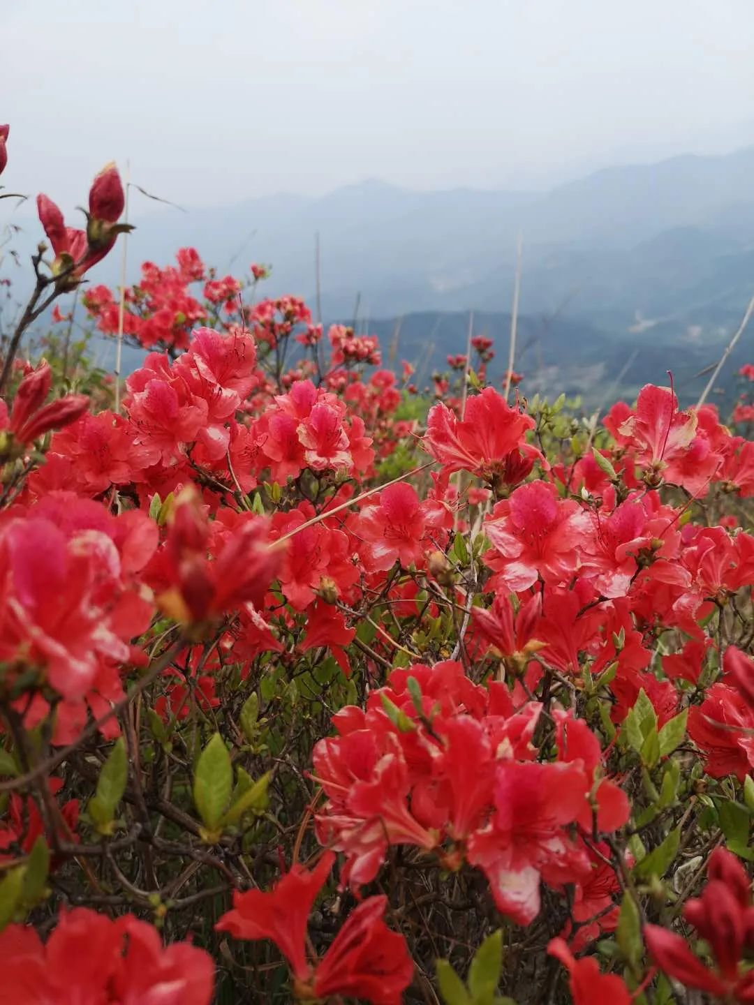 2020江西·靖安首届"白崖山杜鹃花节",美景多,美食多,亮点多