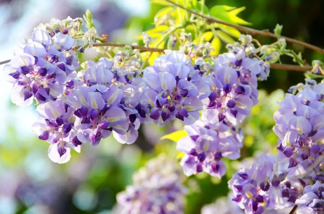 有浪漫的梦幻场景紫藤花海强力助阵,更增添几分初夏氛围还有彩虹风车