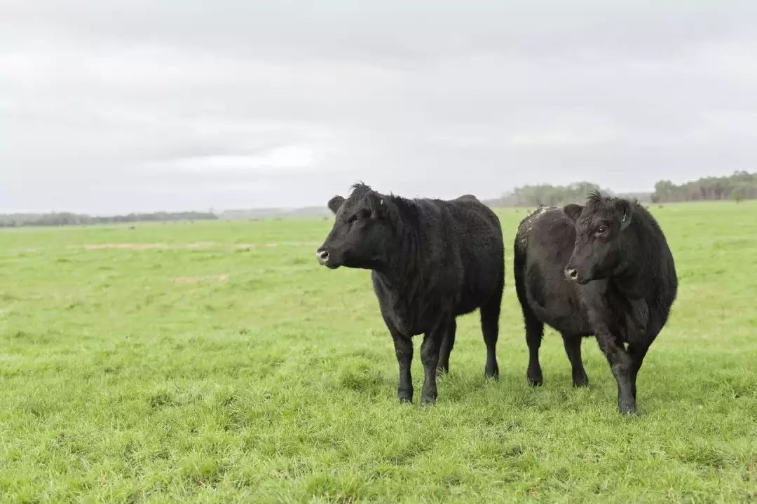 因此,这种谷饲牛做出的牛排,肉质更细嫩多汁,浓郁醇厚~生活的仪式感从