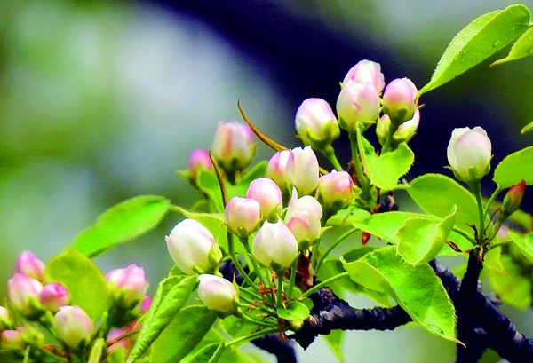 哈尔滨市古梨园130多岁梨树花团锦簇"雪压枝"
