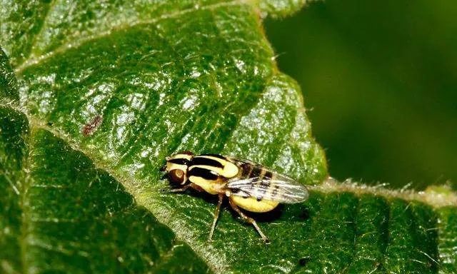 斑潜蝇危害大,抗性很难打,一定要注意!