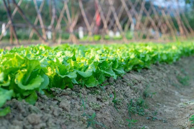 愿有一院,种菜|菜圃|蔬菜|院子_新浪新闻