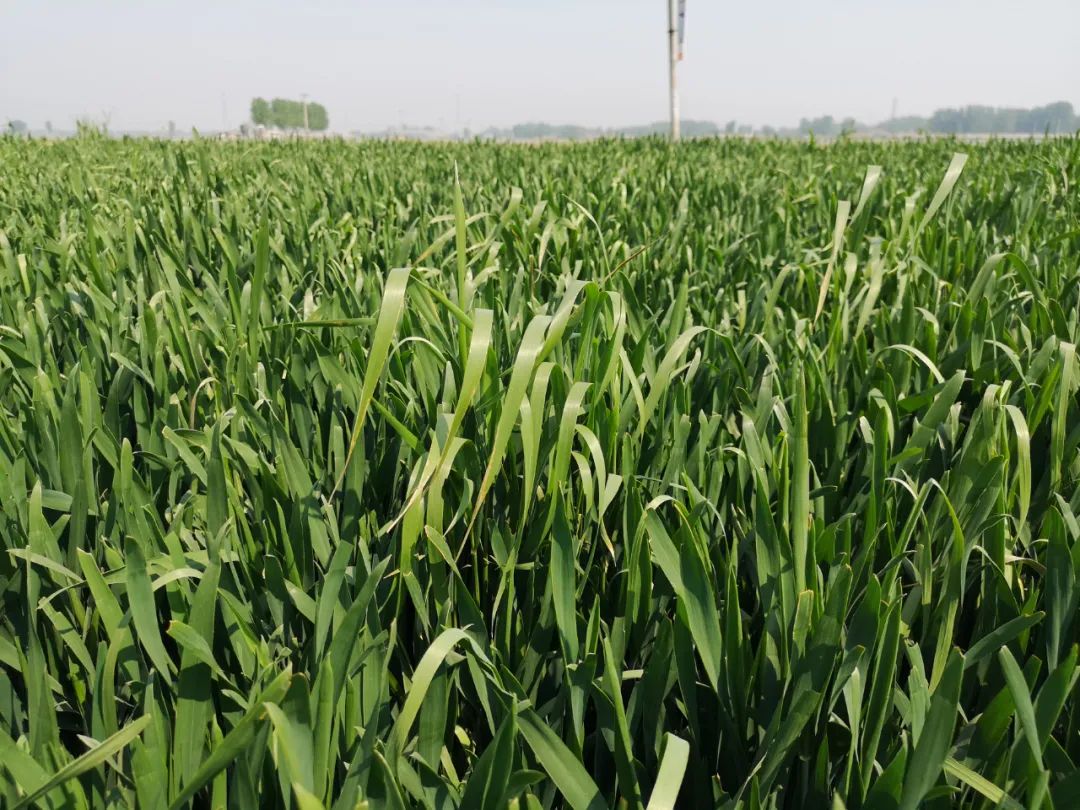 提个醒!野麦子又出升级版,咋灭除?快看你家地里有没有?