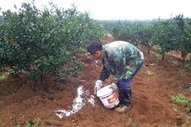 果树施肥的9大误区!