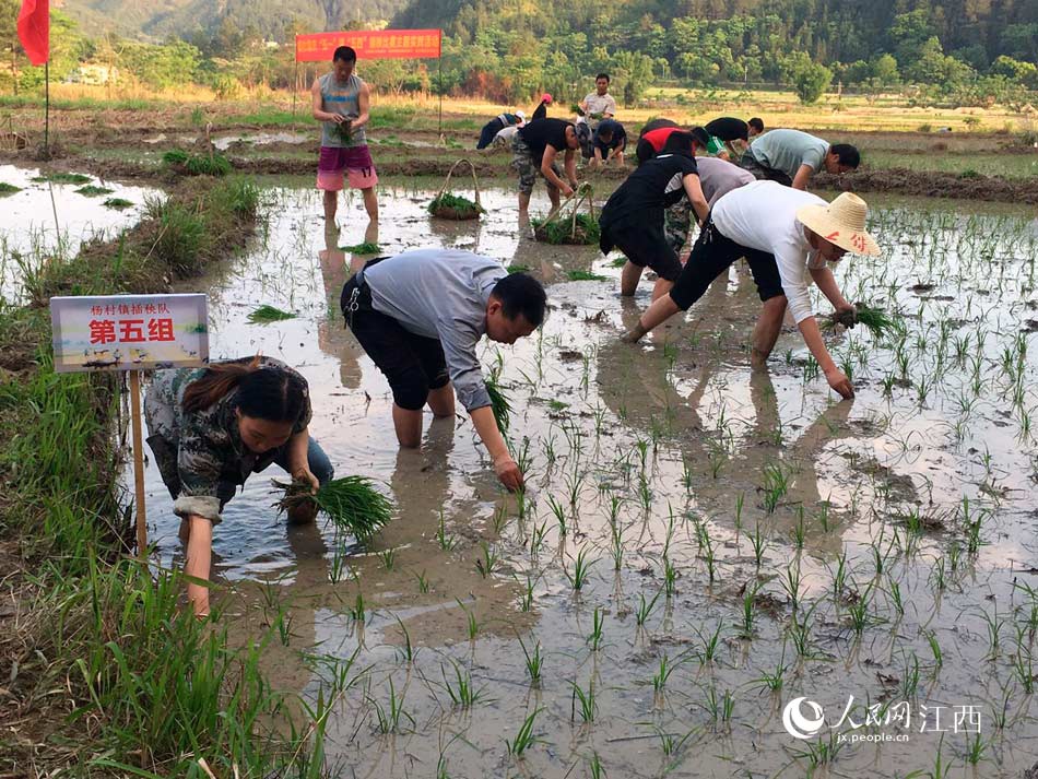 江西龙南:劳动过节 干部群众同插秧