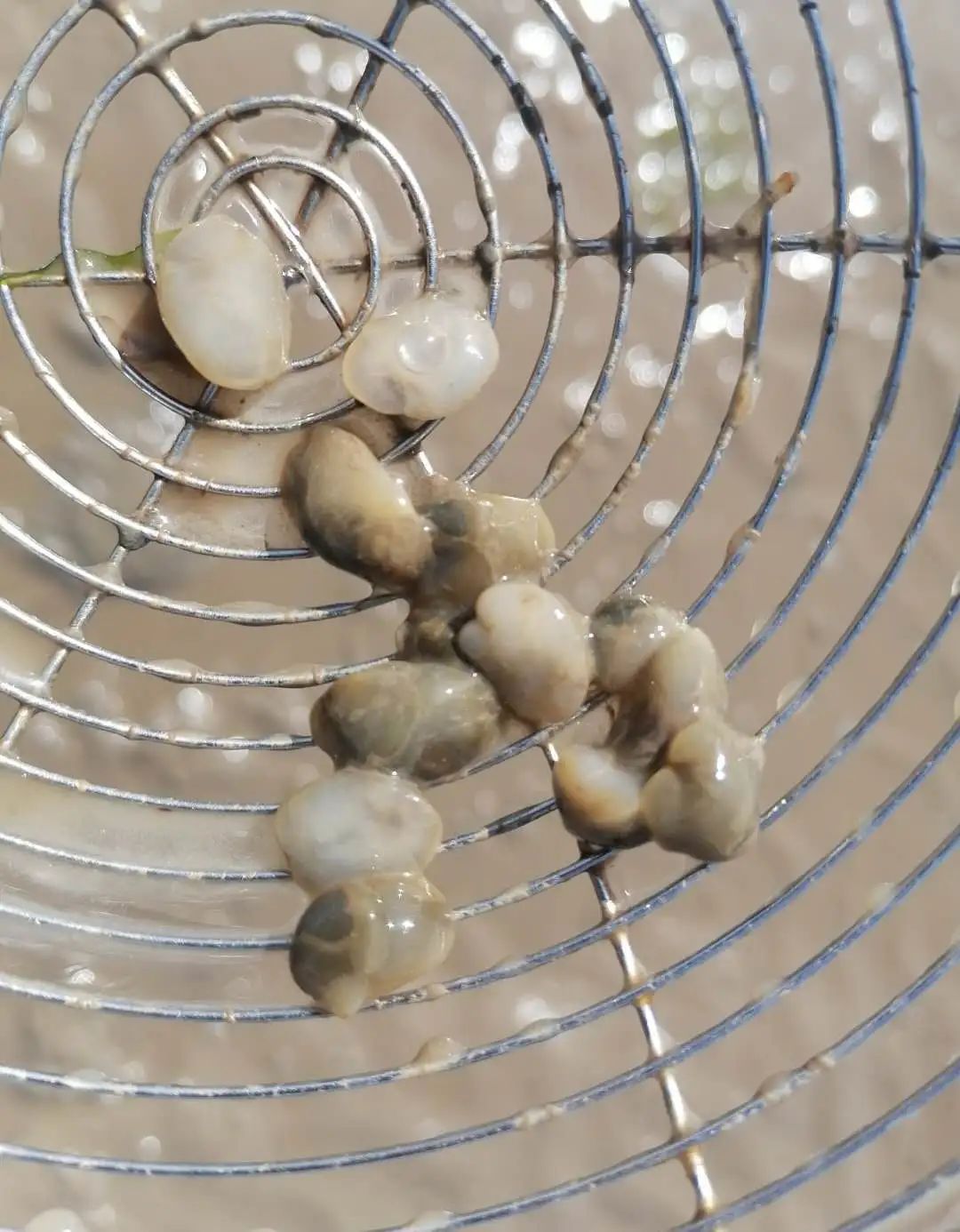 青岛这片海域又发现这种小海鲜了!好手每潮能捞个十几斤!