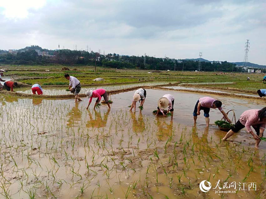 江西龙南:劳动过节 干部群众同插秧
