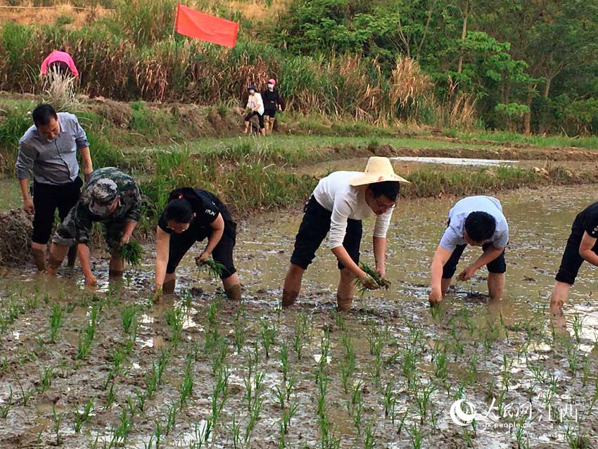 江西龙南:劳动过节 干部群众同插秧