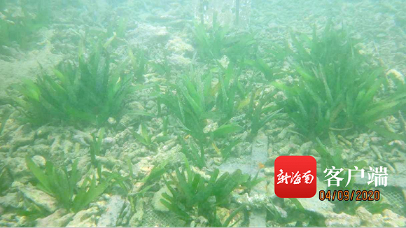 海南迎来首个海草床修复成功案例