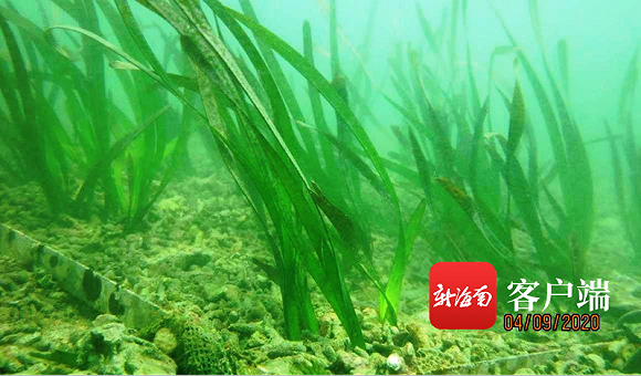 海南迎来首个海草床修复成功案例